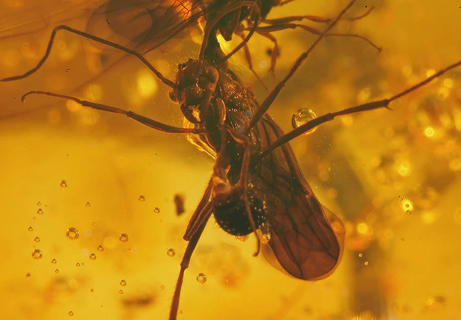 Wasp Swarm in Amber - Image 3
