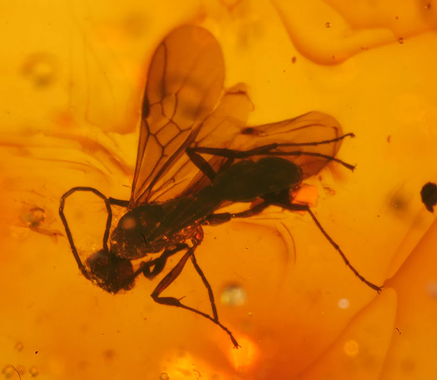 Wasp Swarm in Amber - Image 4