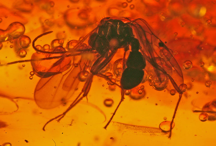 Wasp Swarm in Amber - Image 5