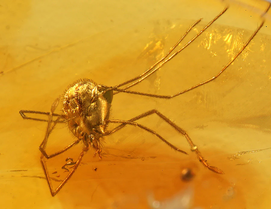 Amber with Tick - Image 3