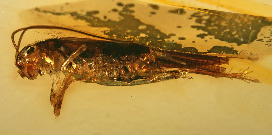 Spruce Sawyer Beetle in Amber - Image 3