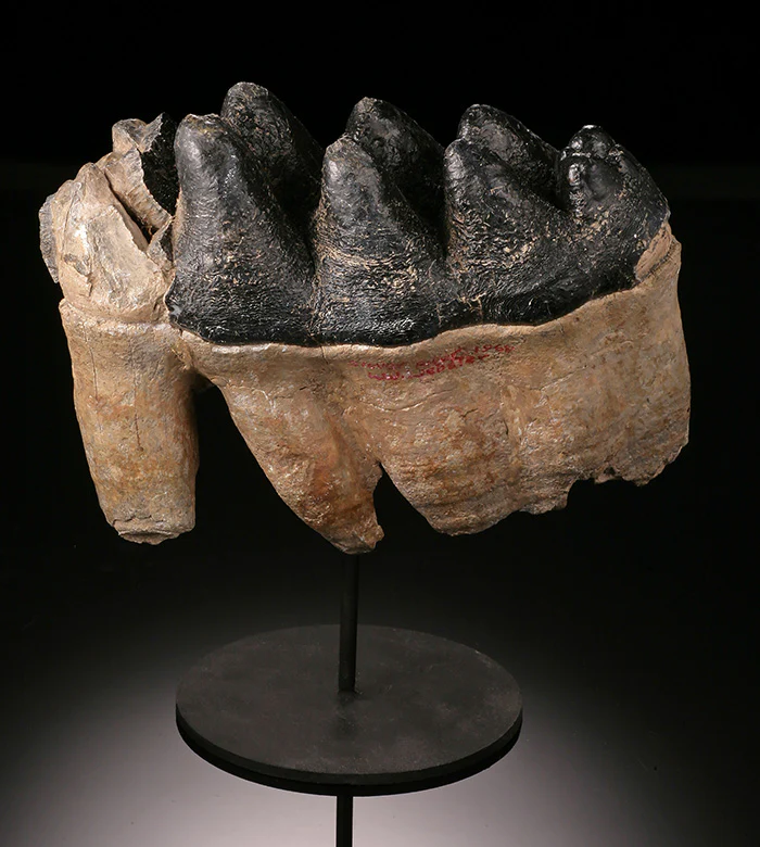 Gomphotherium Tooth - Image 3