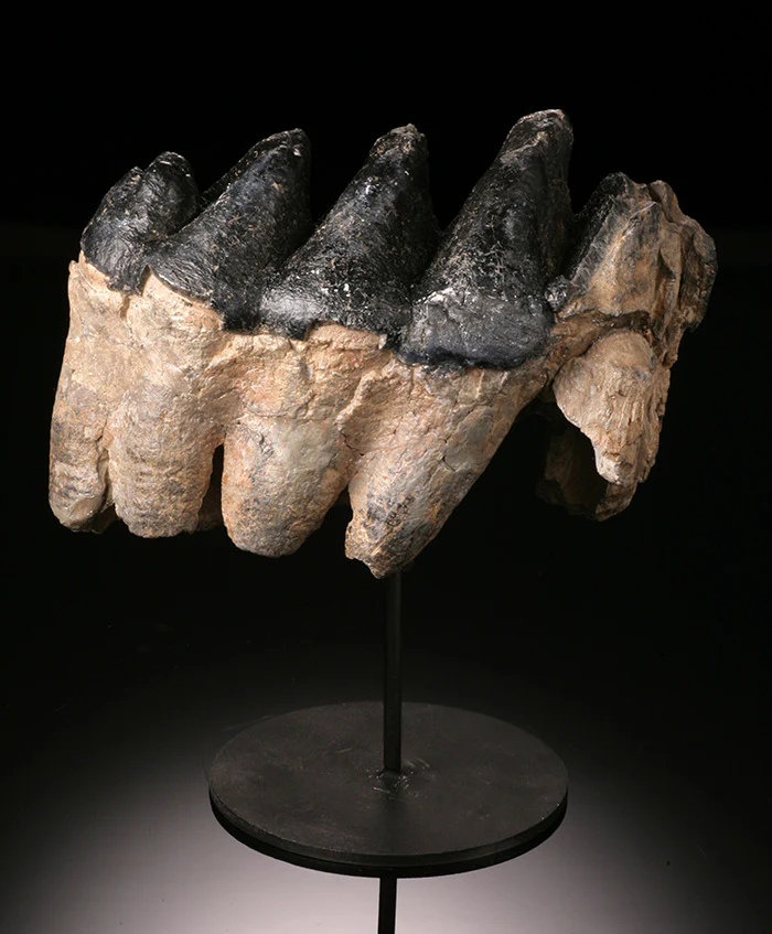 Gomphotherium Tooth - Image 4