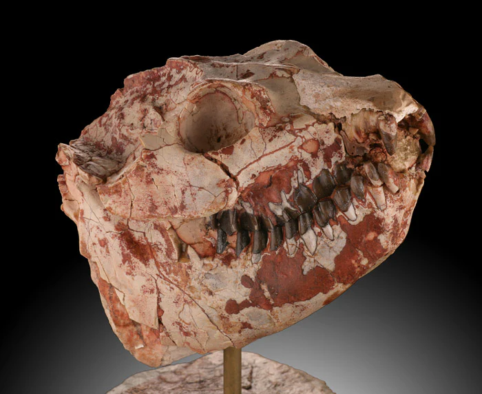 Oreodont Lepiauchenia Skull - Image 3