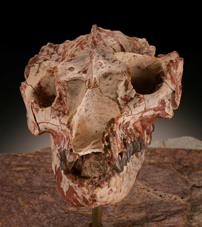 Oreodont Lepiauchenia Skull - Image 5