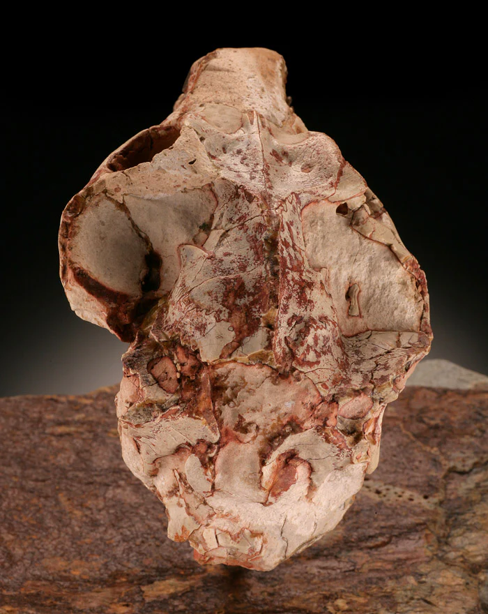 Oreodont Lepiauchenia Skull - Image 6