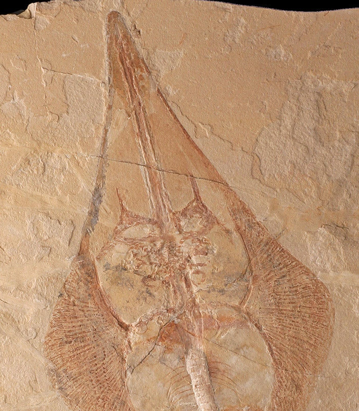 Rhinobatos maronita (Guitar fish) with Nematonotus Longispinus - Image 3