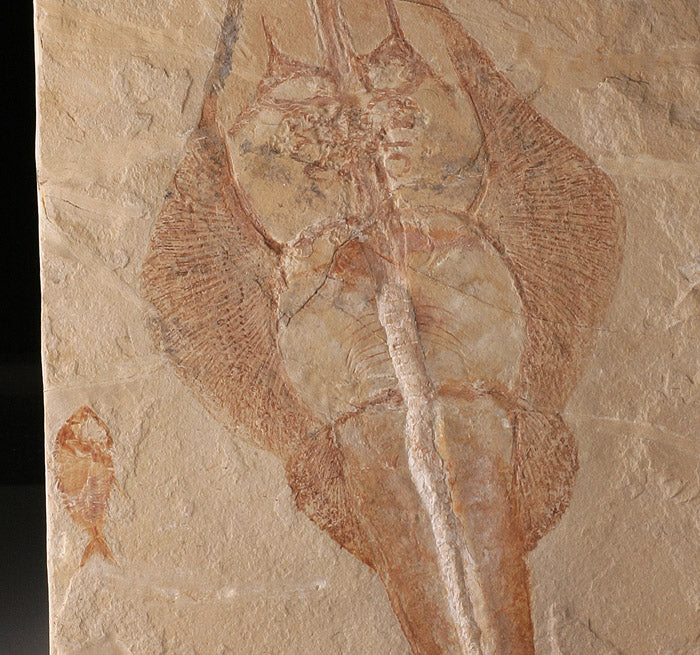 Rhinobatos maronita (Guitar fish) with Nematonotus Longispinus - Image 4