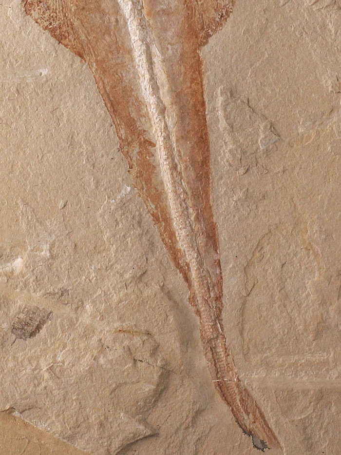 Rhinobatos maronita (Guitar fish) with Nematonotus Longispinus - Image 5