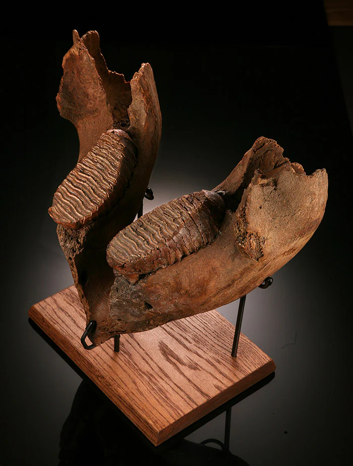 Juvenile Woolly Mammoth Mandible with Molars - Image 3