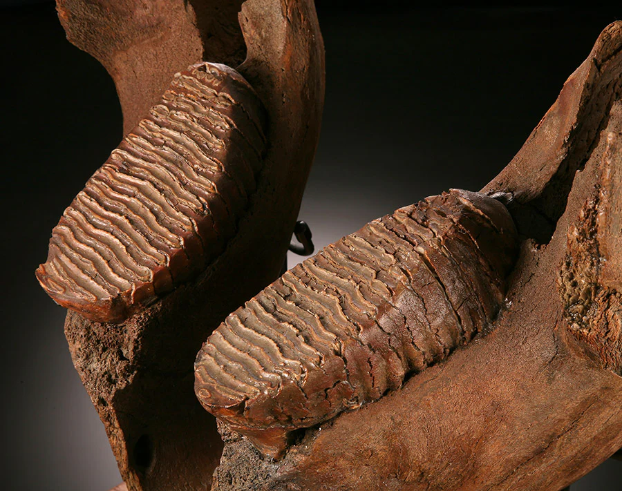 Juvenile Woolly Mammoth Mandible with Molars - Image 4