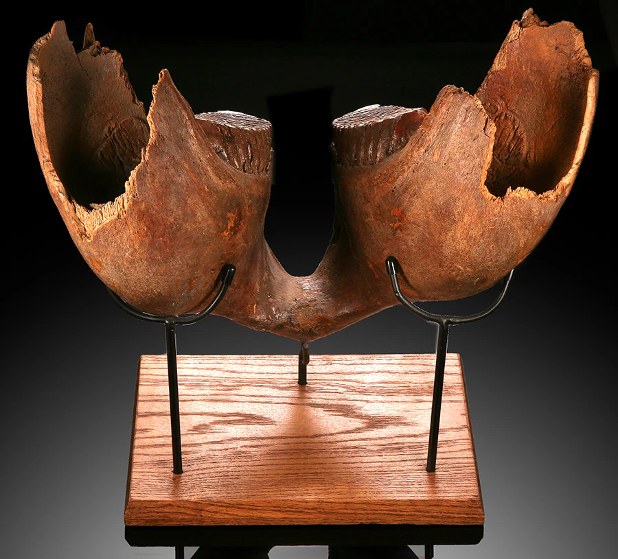 Juvenile Woolly Mammoth Mandible with Molars - Image 5