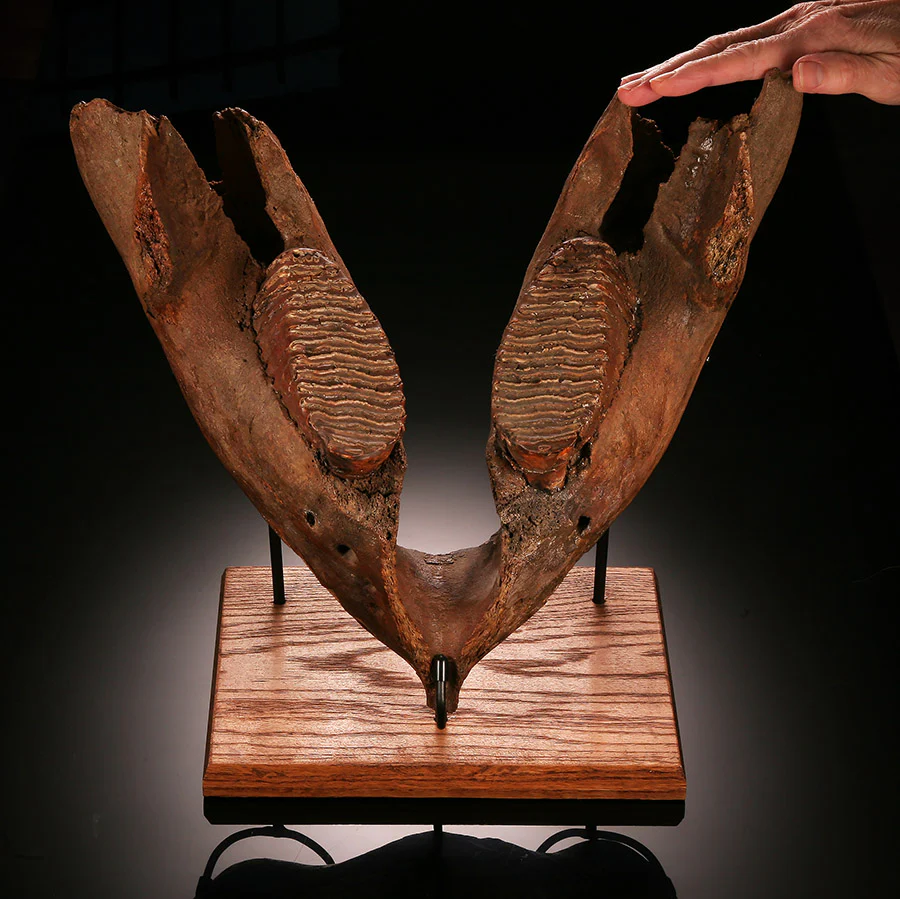 Juvenile Woolly Mammoth Mandible with Molars - Image 6