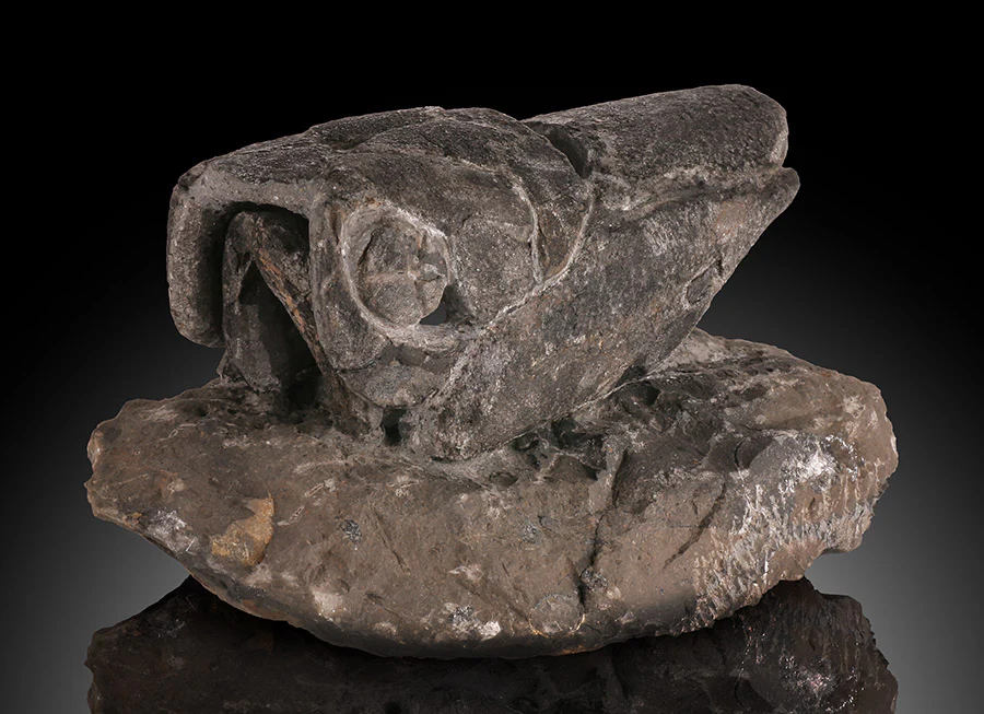 Placoderm / "Armored Fish" - Image 3