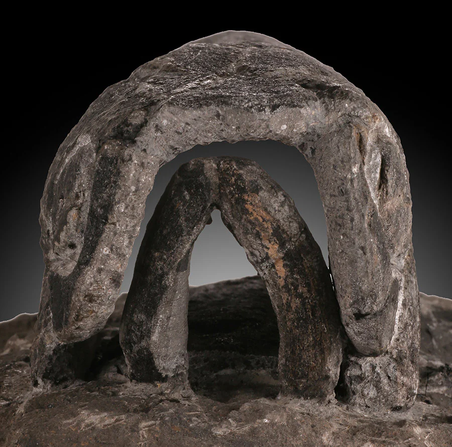 Placoderm / "Armored Fish" - Image 5