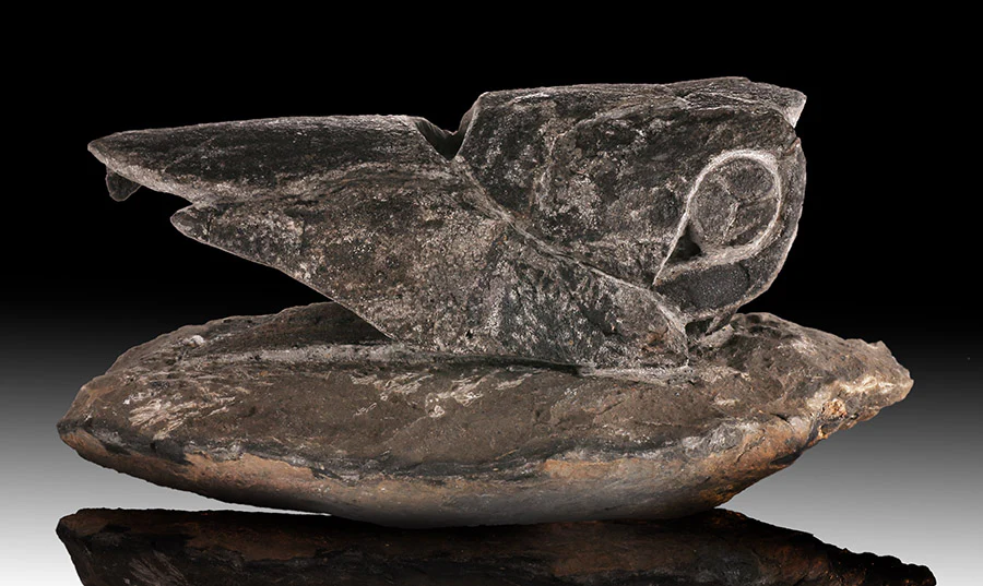 Placoderm / "Armored Fish" - Image 6