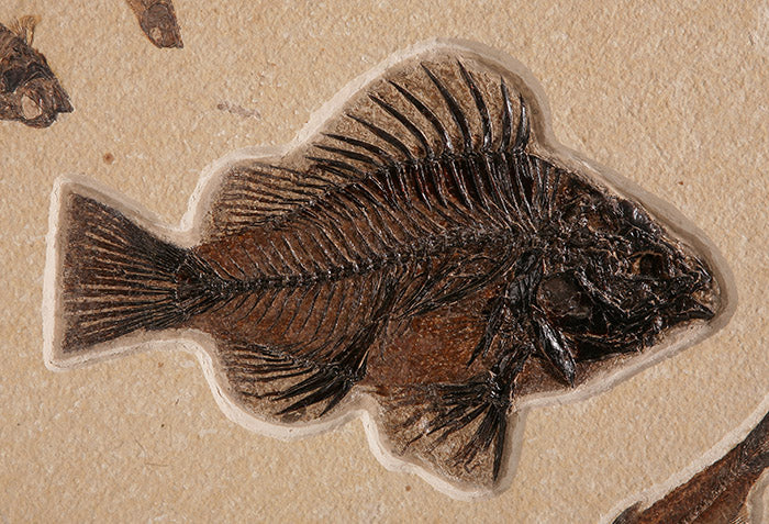 Multiple Specimen Mortality Plate - Image 3
