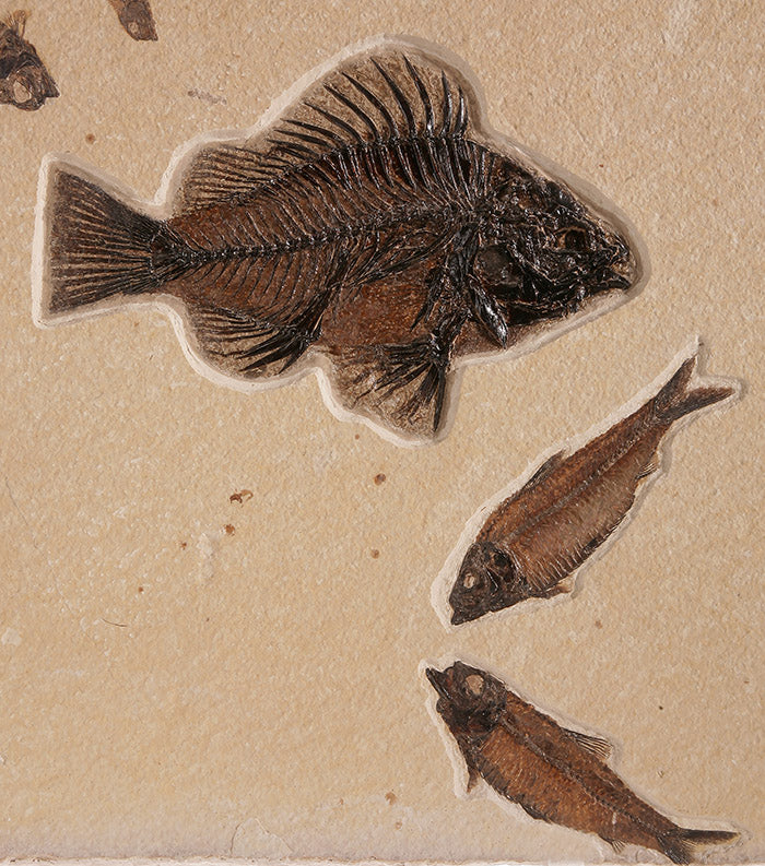 Multiple Specimen Mortality Plate - Image 4