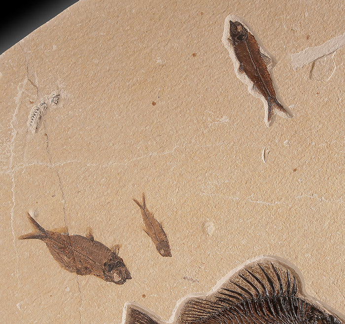 Multiple Specimen Mortality Plate - Image 5