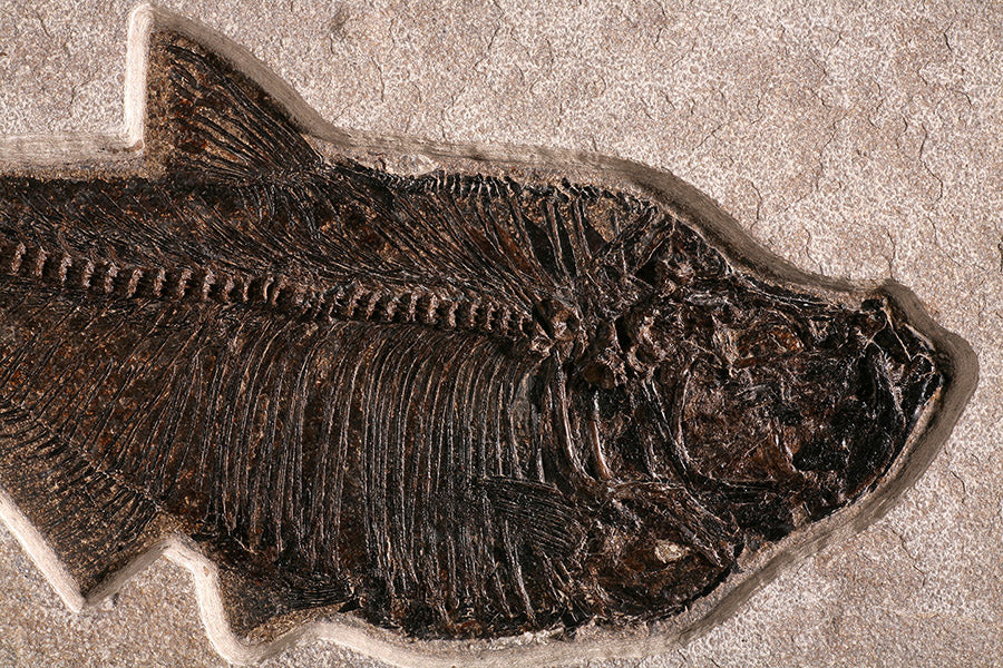 LARGE Diplomystus Fossil Plate - Image 4