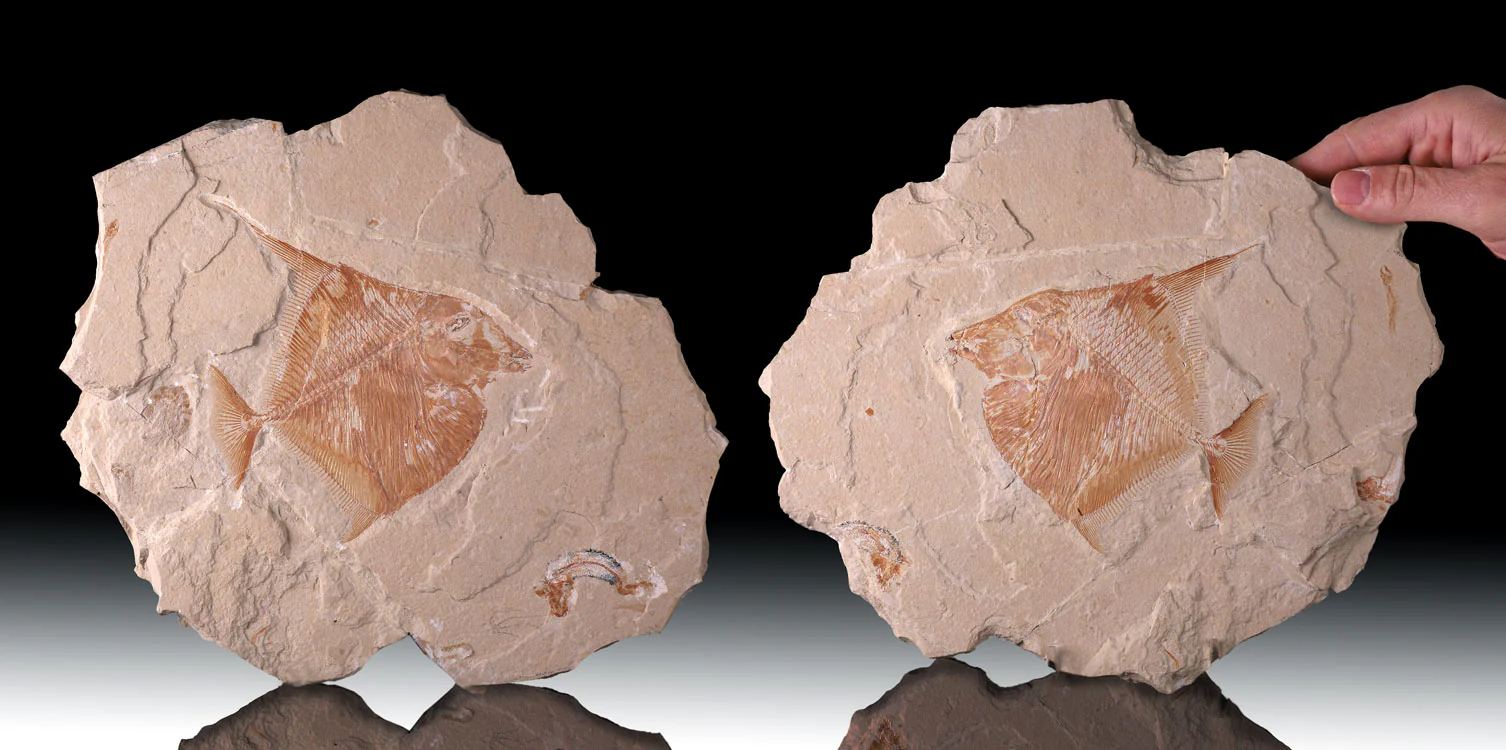 12" Lebanese Fossil Fish Plates (Positive & Negative) - Image 3