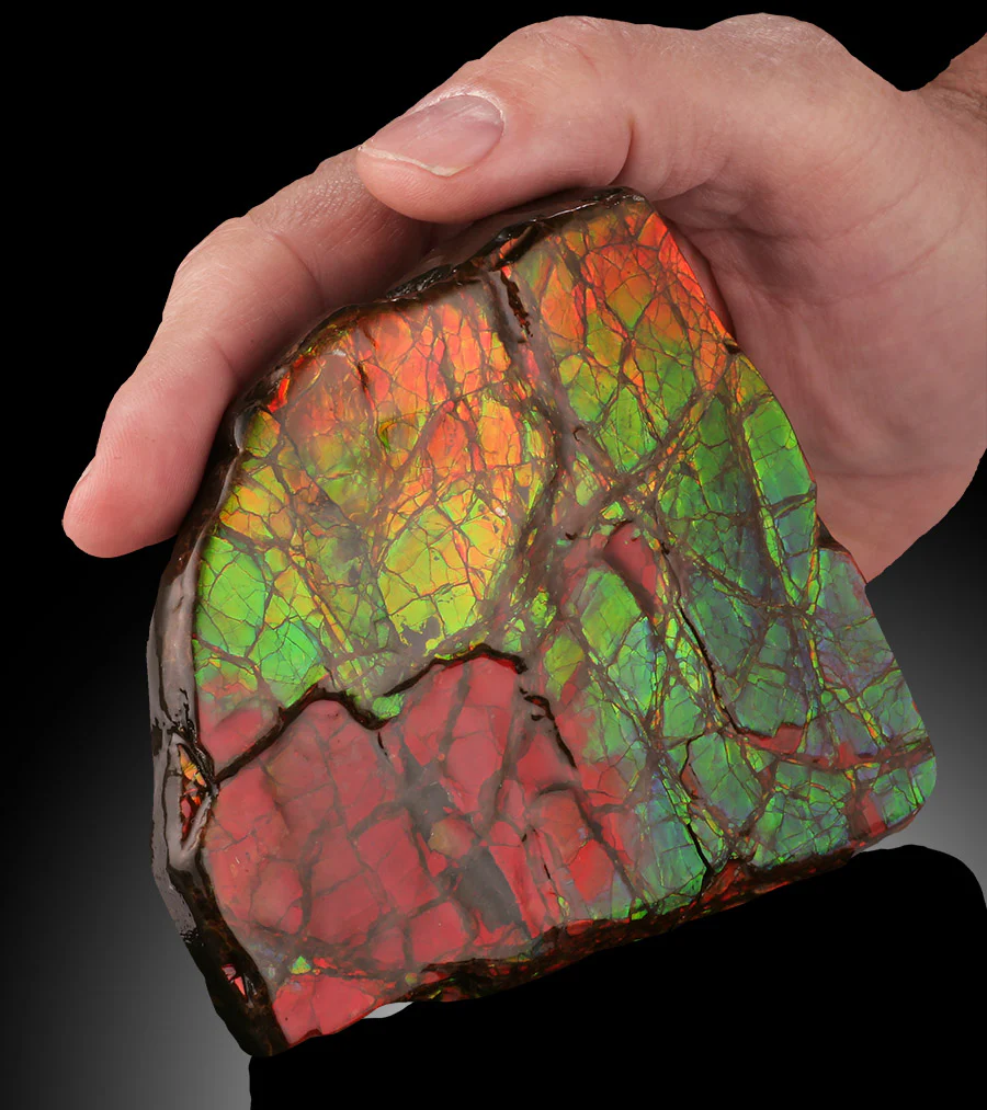 Natural Ammolite Fossil - Canada - Image 3