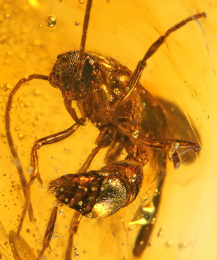 Wasps in Amber - Image 3
