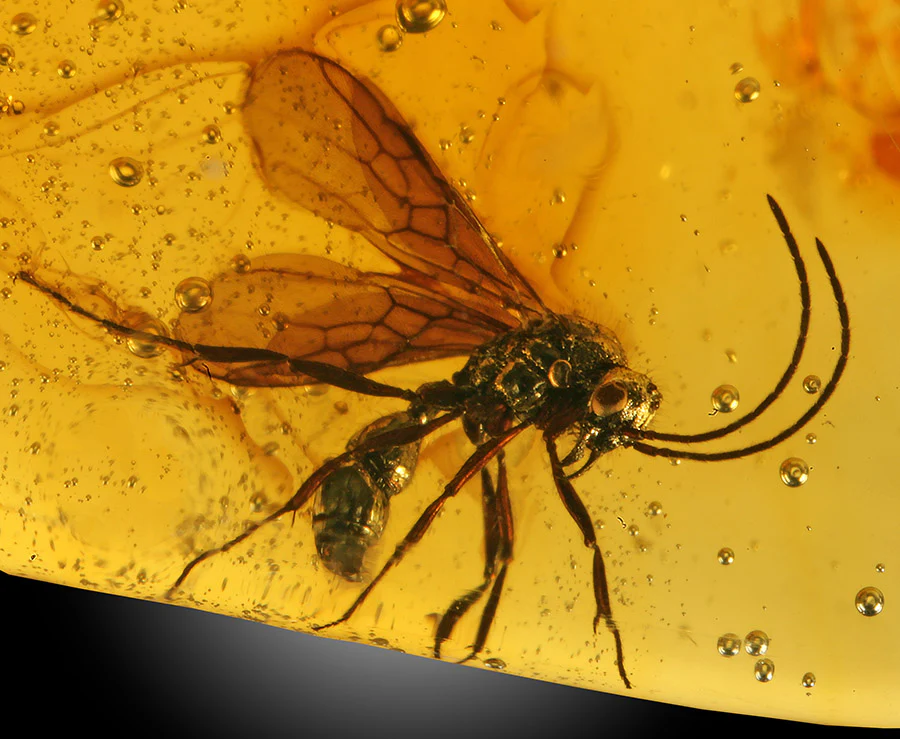 Wasps in Amber - Image 4