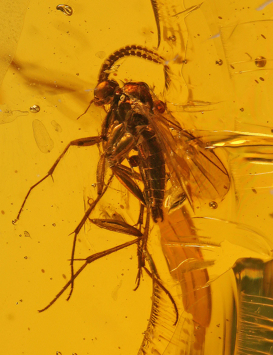 Bee, Fly & Mosquito in Amber - Image 4