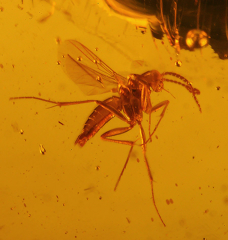 Bee, Fly & Mosquito in Amber - Image 5